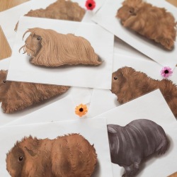 Les races des cochons d'inde