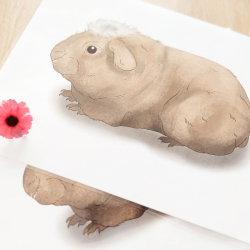 Les races des cochons d'inde