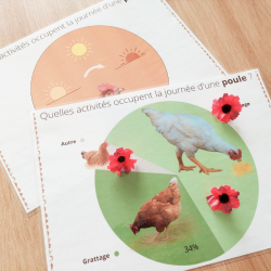 Budget temps poule