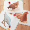 Budget temps poule