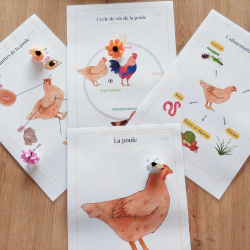 Livret de présentation de la poule