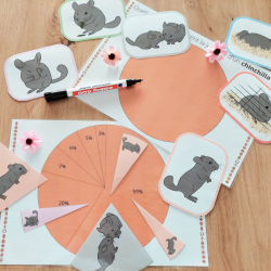 Budget temps chinchilla