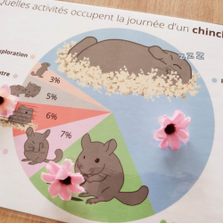 Budget temps chinchilla