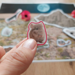 L'environnement du chinchilla