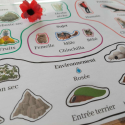 L'environnement du chinchilla