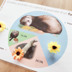 Budget temps furet