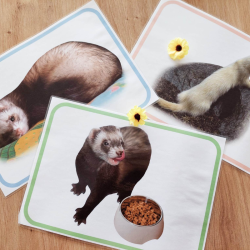 Budget temps furet