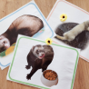 Budget temps furet