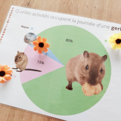 Budget temps Gerbille
