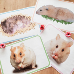 Budget temps Hamster