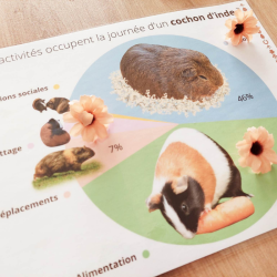 Budget temps du cochon d'inde