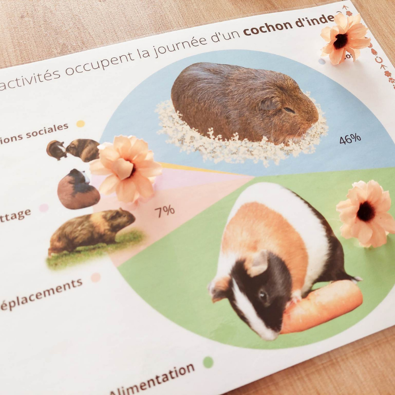 Budget temps du cochon d'inde Budget temps du cochon d'inde