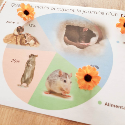 Budget temps Rat