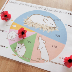 Budget temps Souris
