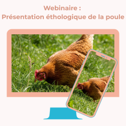 Webinaire : Présentation éthologique de la poule