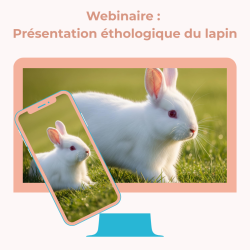 Webinaire : Présentation éthologique du lapin