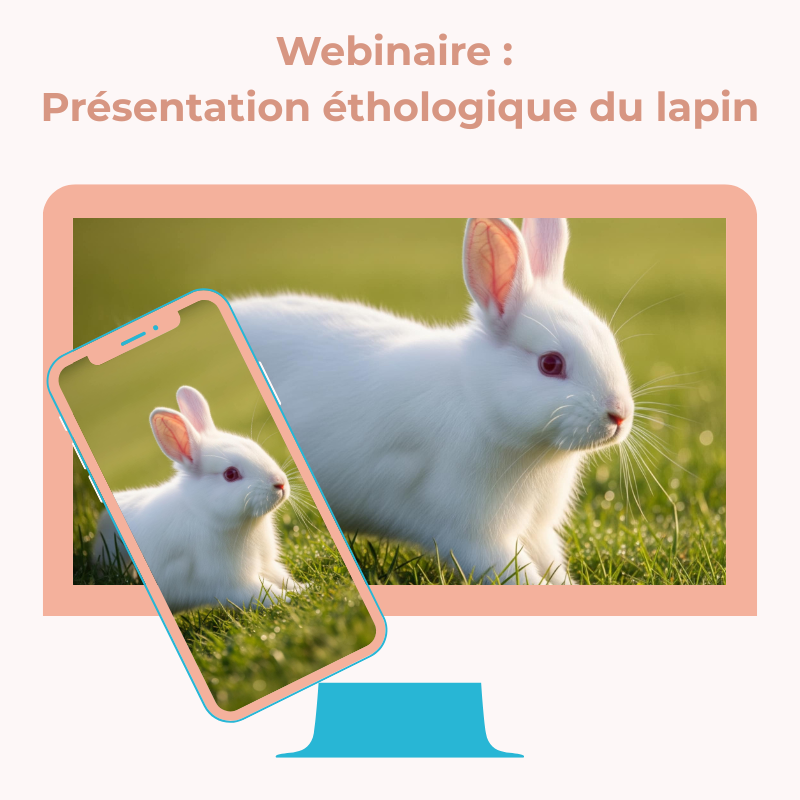 Webinaire : Présentation éthologique du lapin