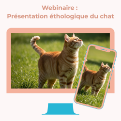 Webinaire : Présentation éthologique du chat