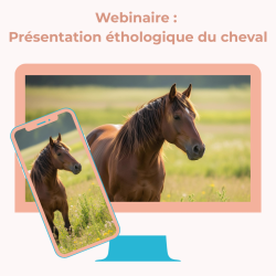 Webinaire : Présentation éthologique du cheval