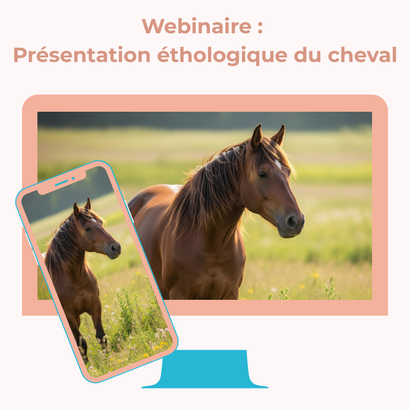Webinaire : Présentation éthologique du cheval