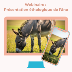Webinaire : Présentation éthologique de l'âne