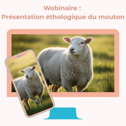 Webinaire : Présentation éthologique du mouton