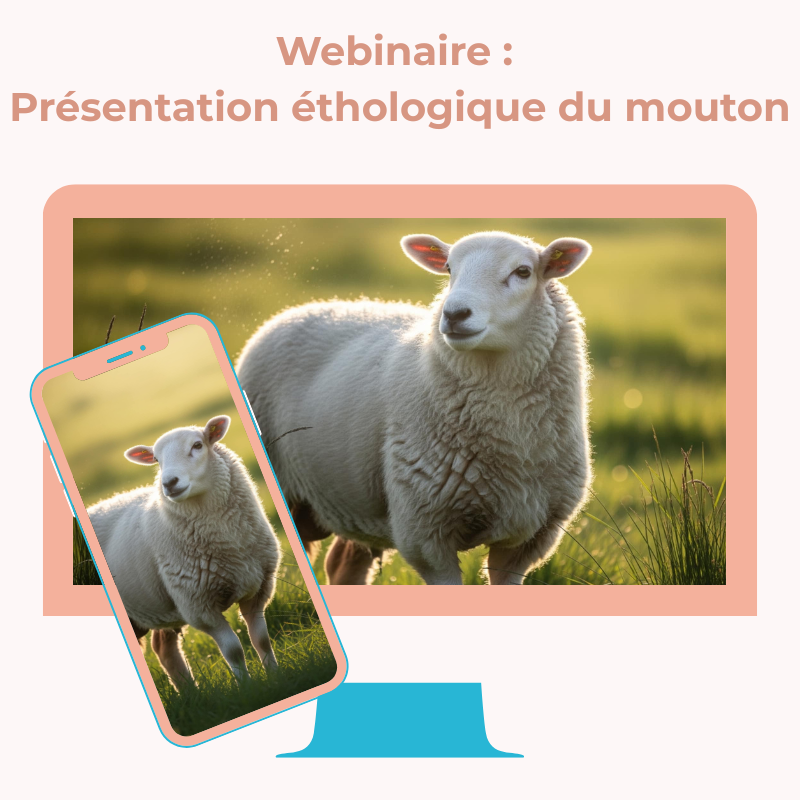 Webinaire : Présentation éthologique du mouton