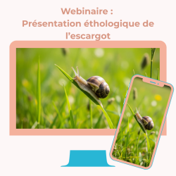 Webinaire : Présentation éthologique de l'escargot