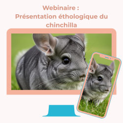 Webinaire : Présentation éthologique du chinchilla