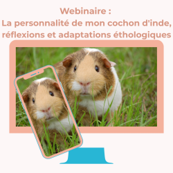 Webinaire : La personnalité de mon cochon d'inde. Réflexions et adaptations éthologiques