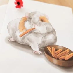 Postures Cochon d'inde