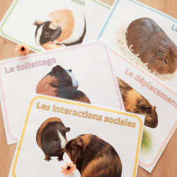 Budget temps du cochon d'inde