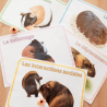 Budget temps du cochon d'inde