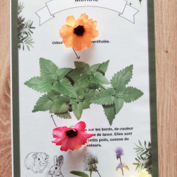 Planches de Botanique