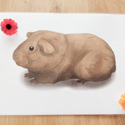 Les races des cochons d'inde