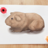 Les races des cochons d'inde