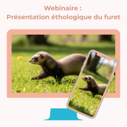 Webinaire : Présentation éthologique du furet