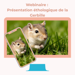 Webinaire : Présentation éthologique de la gerbille