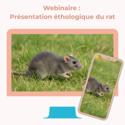Webinaire : Présentation éthologique du rat