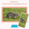 Webinaire : Présentation éthologique du rat