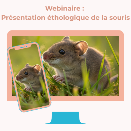 Webinaire : Présentation éthologique de la souris