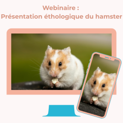 Présentation du webinaire "Présentation éthologique du hamster". Vous avez déjà ou envisager d'adopter un hamster, ou vous vous
