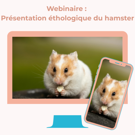 Présentation du webinaire "Présentation éthologique du hamster". Vous avez déjà ou envisager d'adopter un hamster, ou vous vous