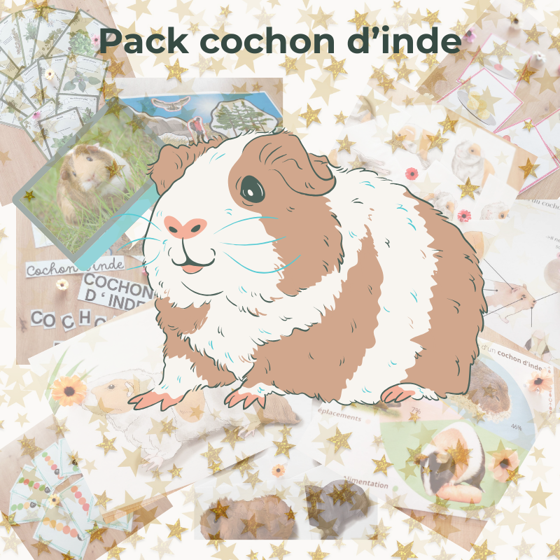 Pack Cochons d'inde