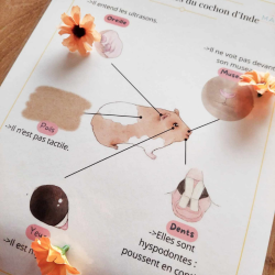 Livret de présentation du cochon d'inde