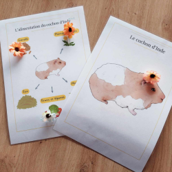 Livret de présentation du cochon d'inde