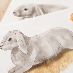 Postures lapin
