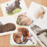 Budget temps lapin