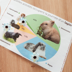 Budget temps lapin