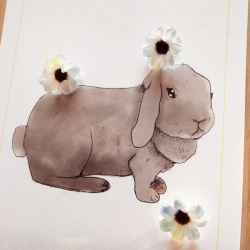 Livret de présentation du lapin